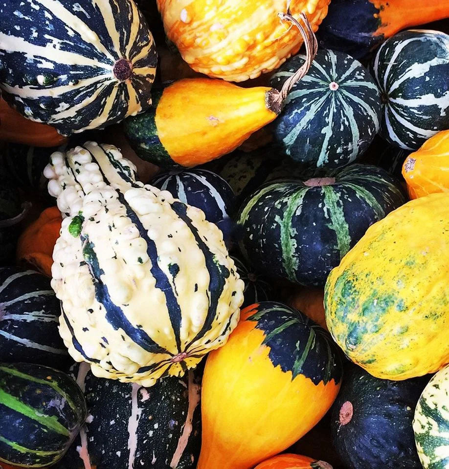 Flat Striped Ornamental Gourd - Image 10