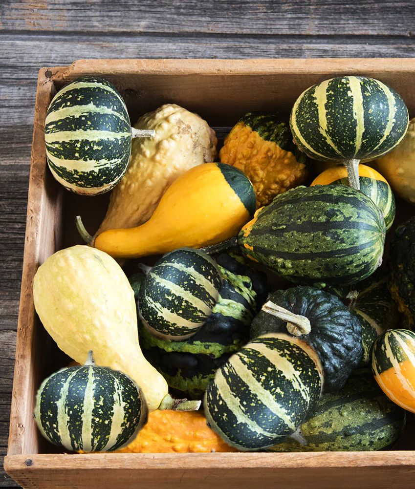 Flat Striped Ornamental Gourd - Image 6