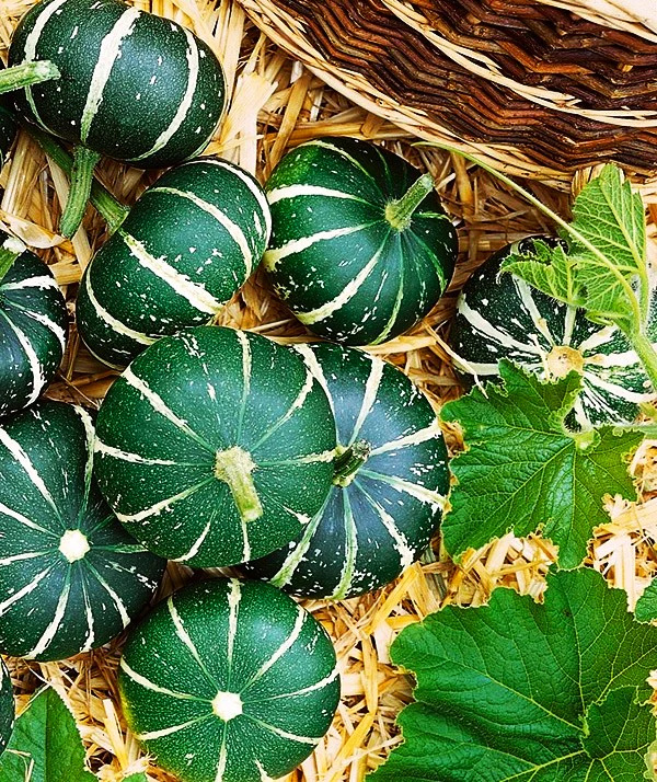 Flat Striped Ornamental Gourd - Image 7