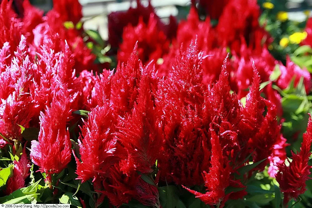Forest Fire Celosia - Image 6