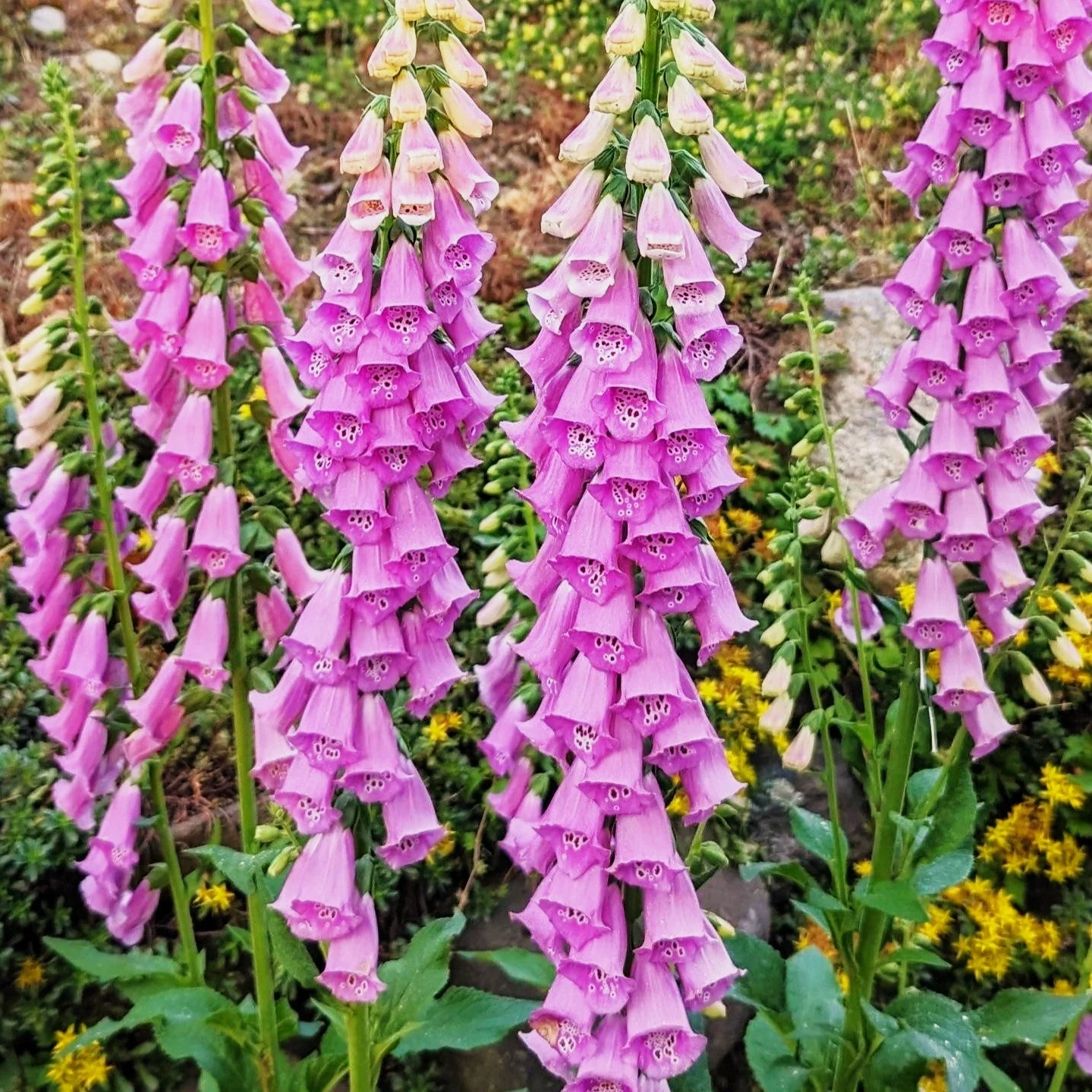 Foxglove - Image 6