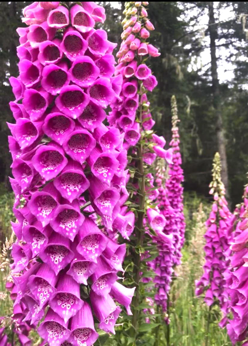 Foxglove - Image 7