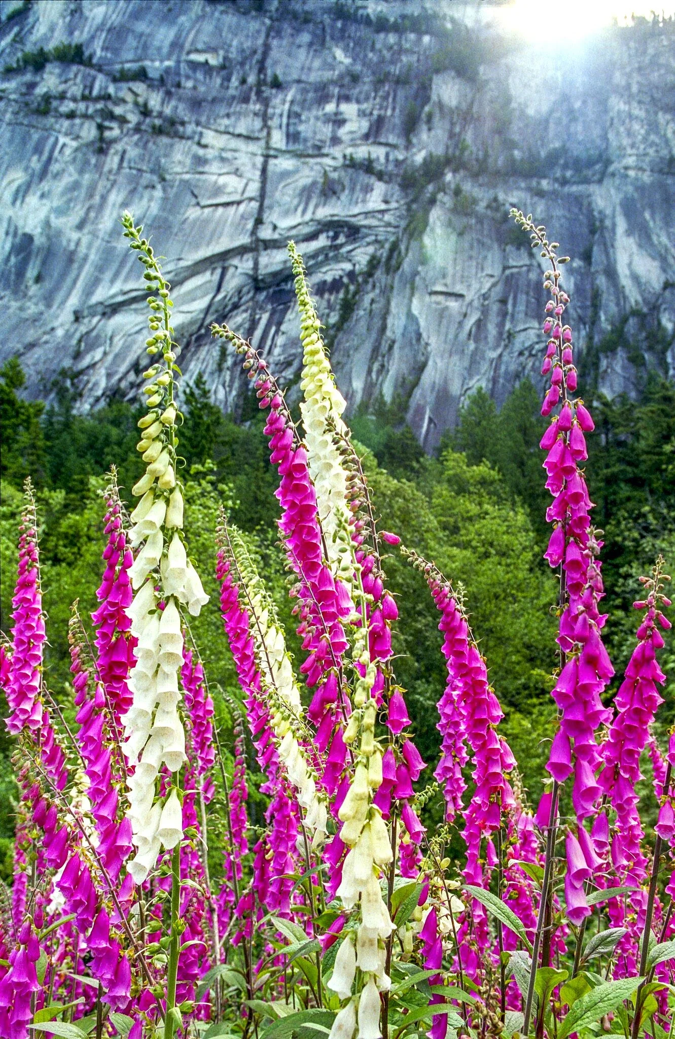 Foxglove - Image 8
