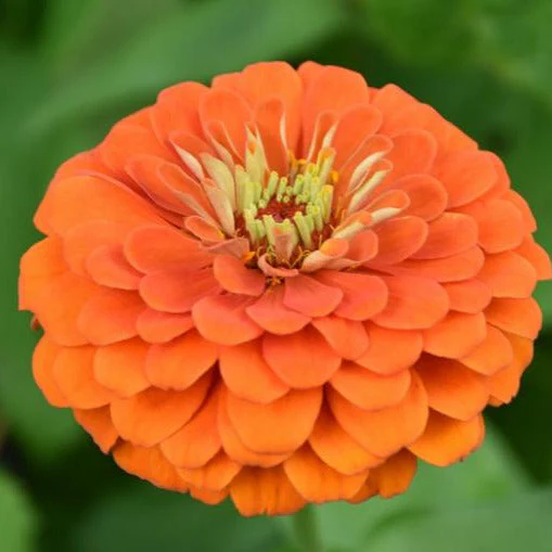 Fruity Beauty Mix Zinnia - Image 2