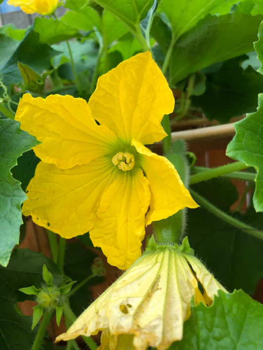 Fuzzy Hair Melon - Image 4