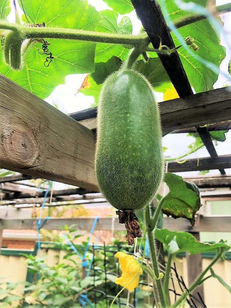 Fuzzy Hair Melon - Image 5