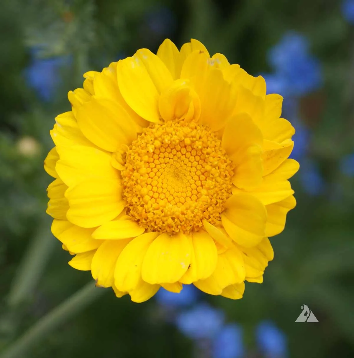 Garland Crown Daisy - Image 6