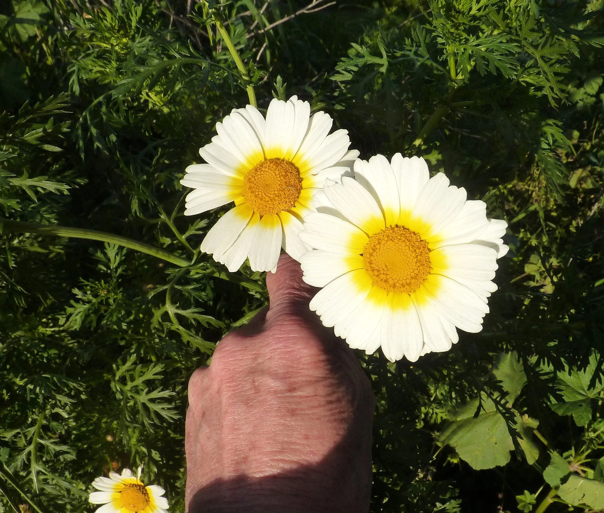 Garland Crown Daisy - Image 8