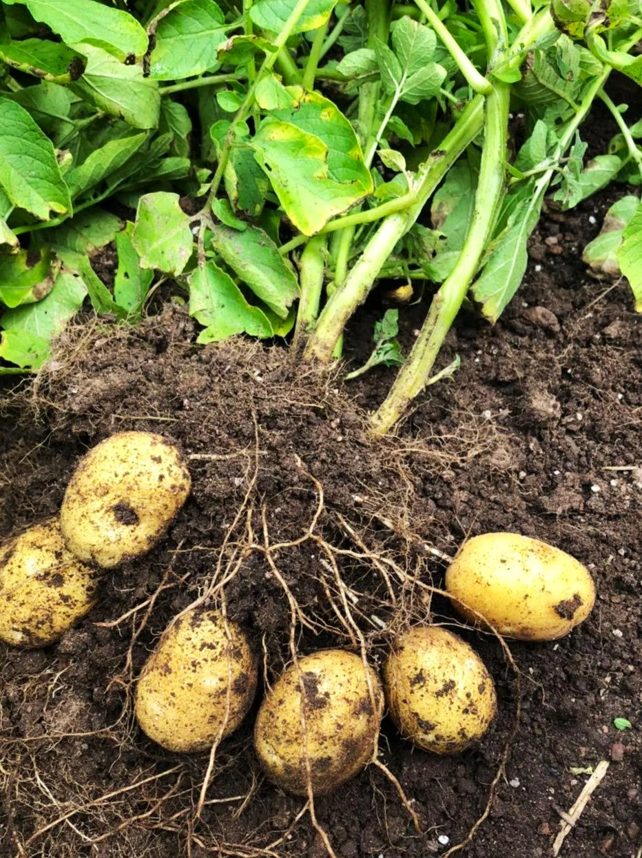 PRE-ORDER NOW! SHIPS APRIL 2026 - German Butterball Seed Potatoes - Image 2