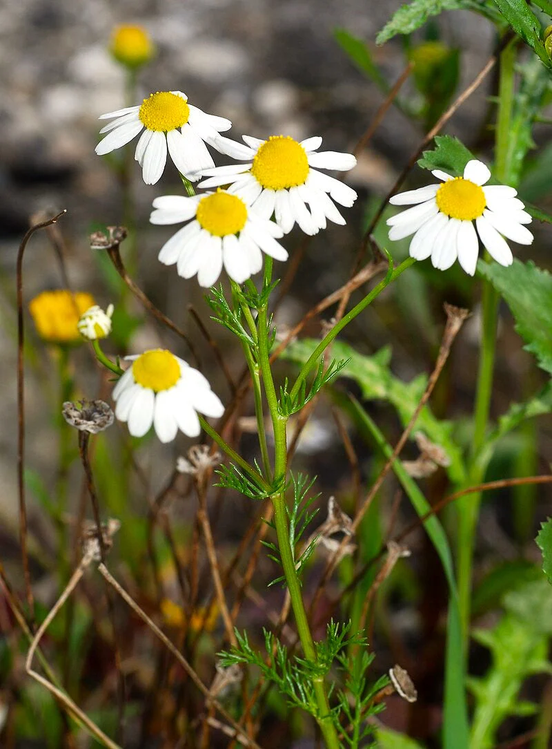 German Chamomile - Image 4