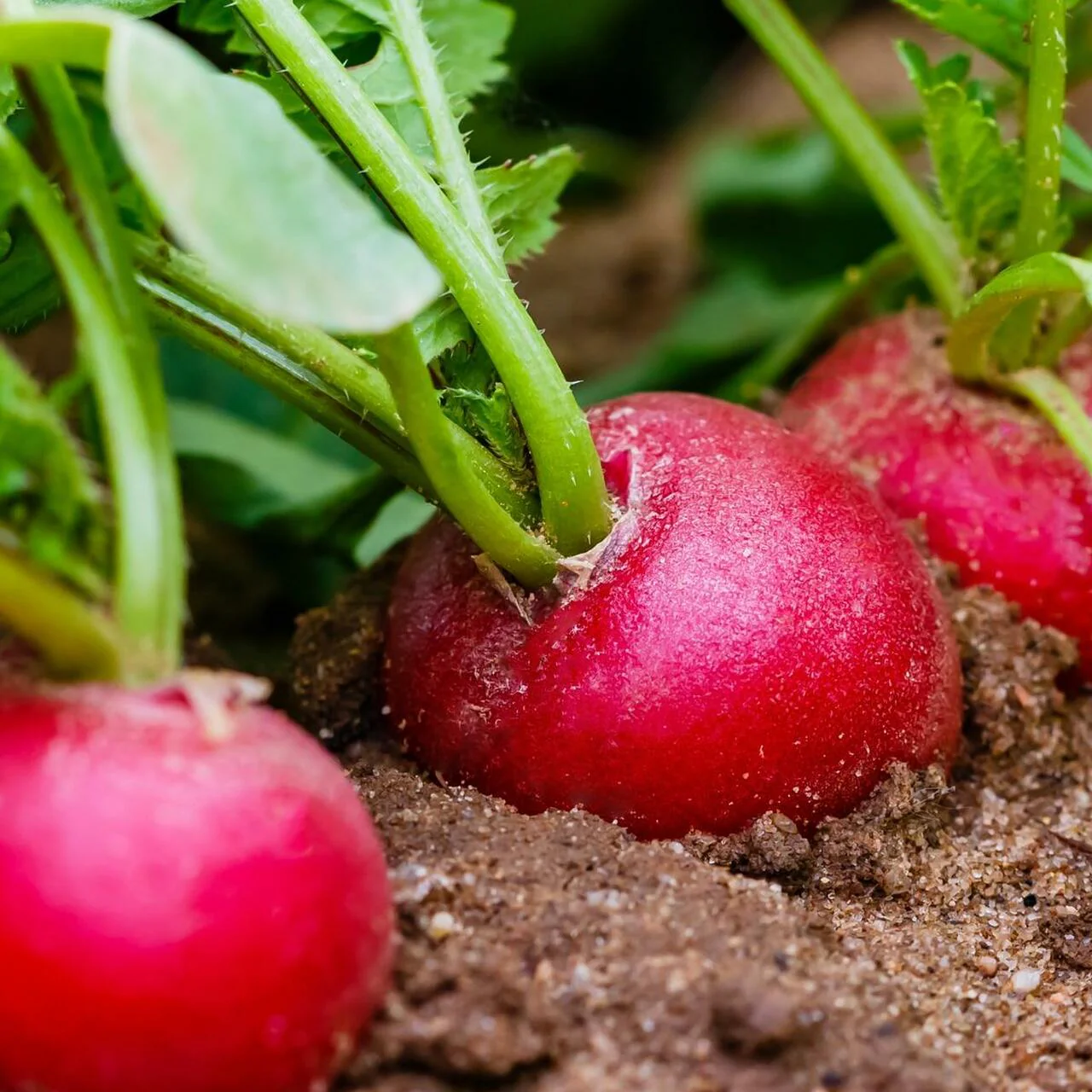 German Giant Radish - Image 3