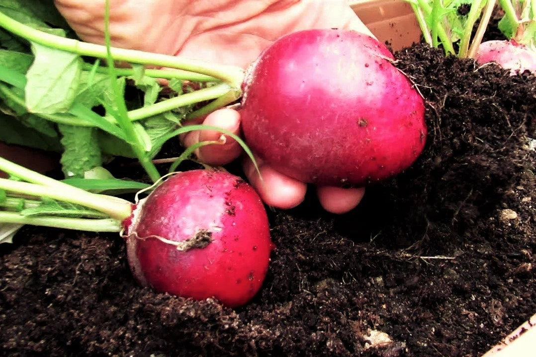 German Giant Radish - Image 4