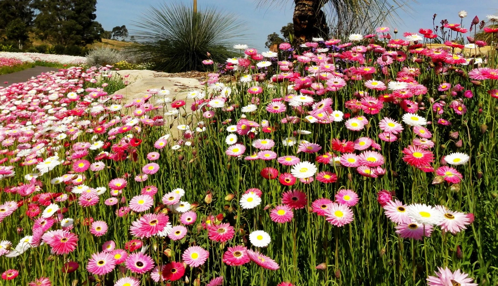 Giant Flowered Mix Paper Daisy - Image 8