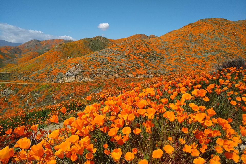 Giant Orange California Poppy - Image 3