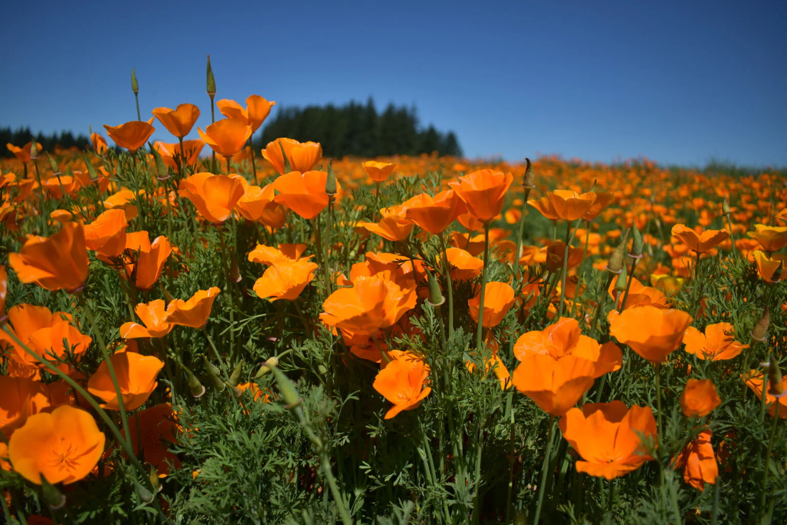 Giant Orange California Poppy - Image 4