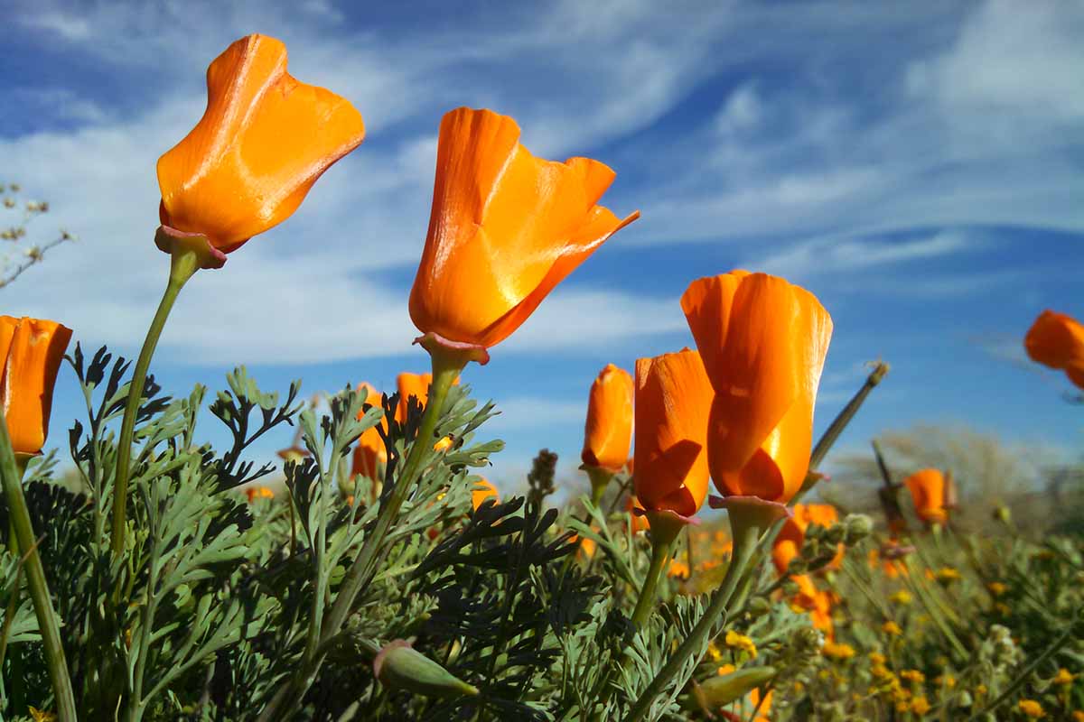 Giant Orange California Poppy - Image 5