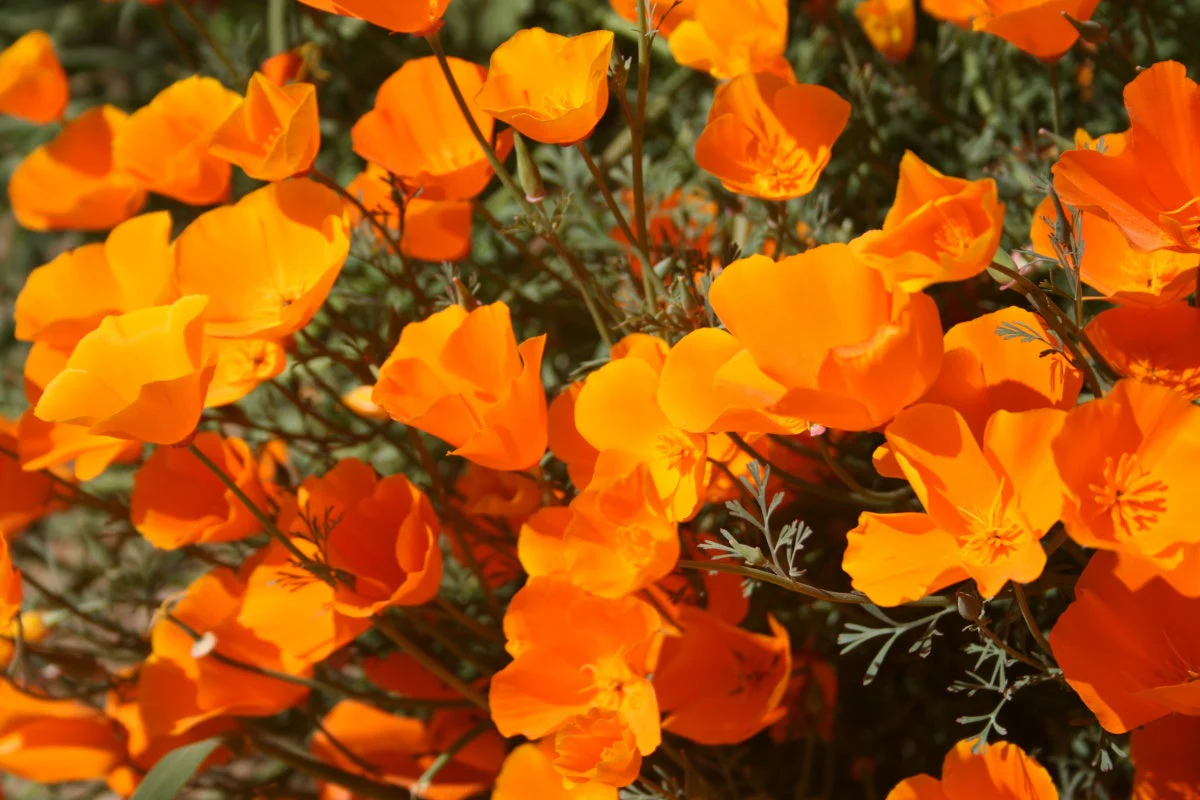 Giant Orange California Poppy - Image 6