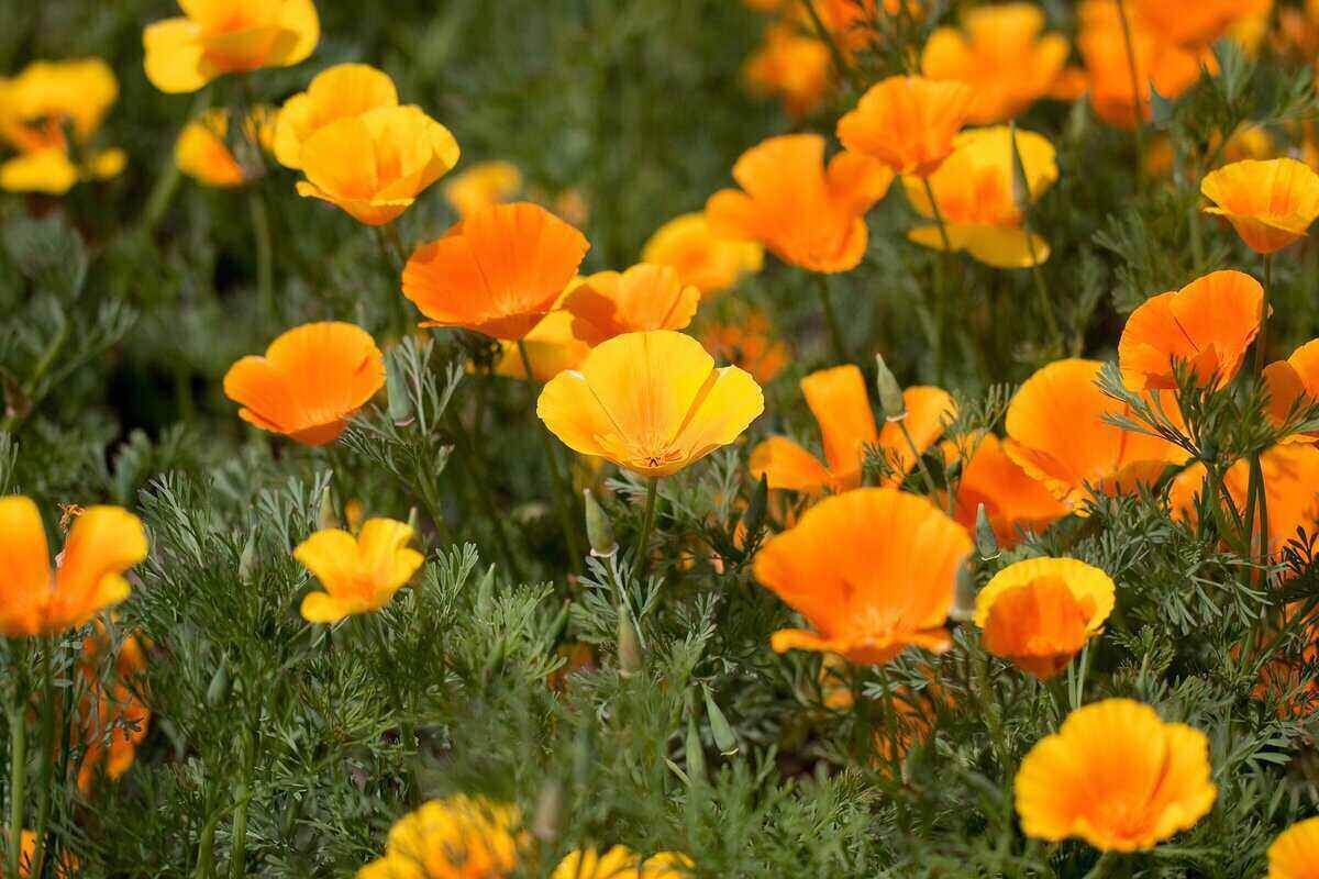 Giant Orange California Poppy - Image 7