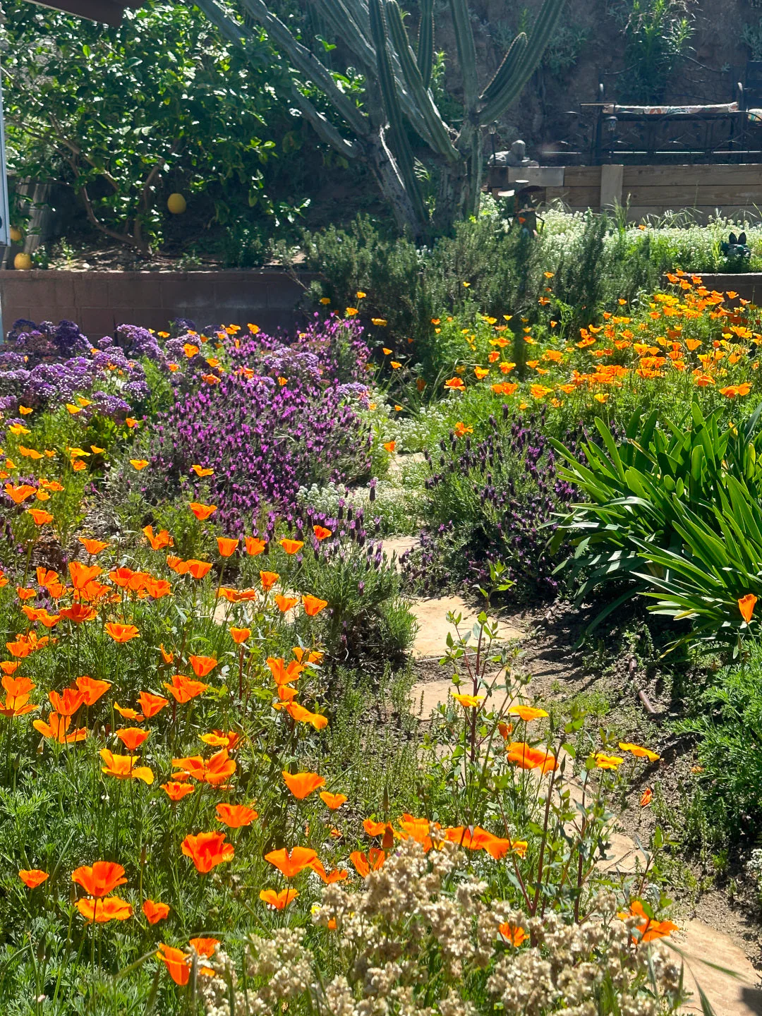 Giant Orange California Poppy - Image 8