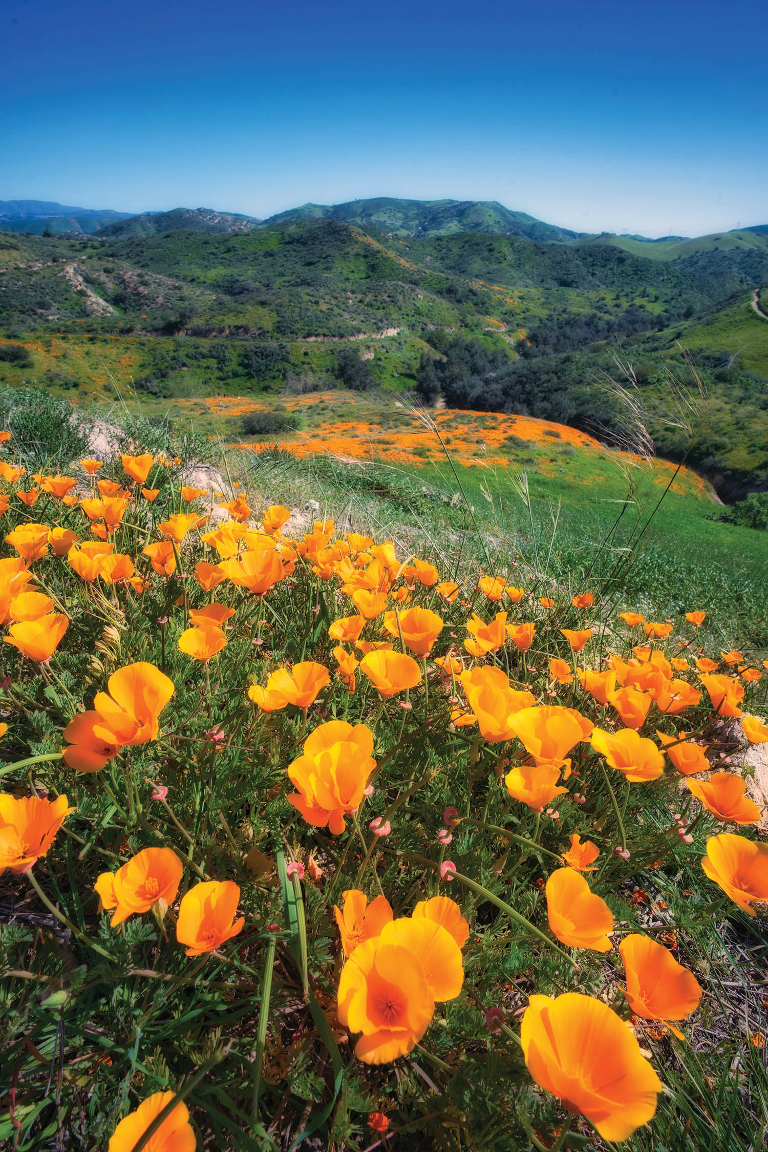 Giant Orange California Poppy - Image 9