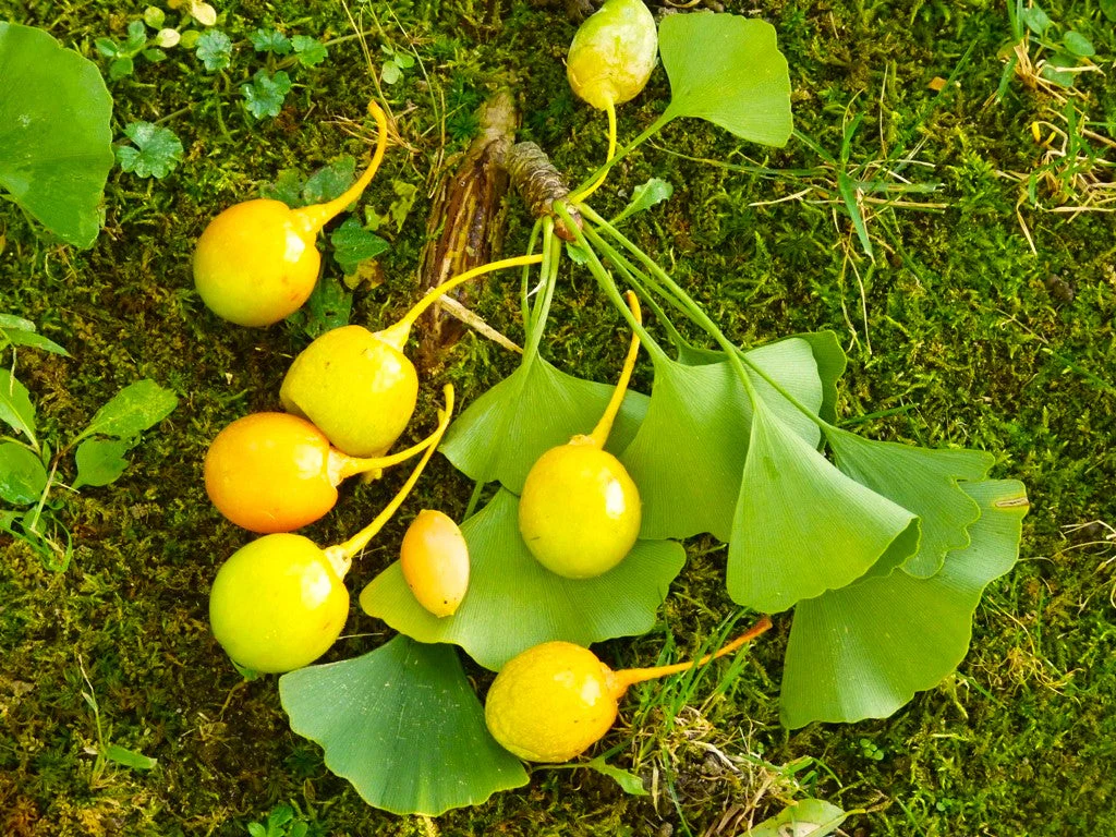Ginkgo Biloba Tree - Image 5