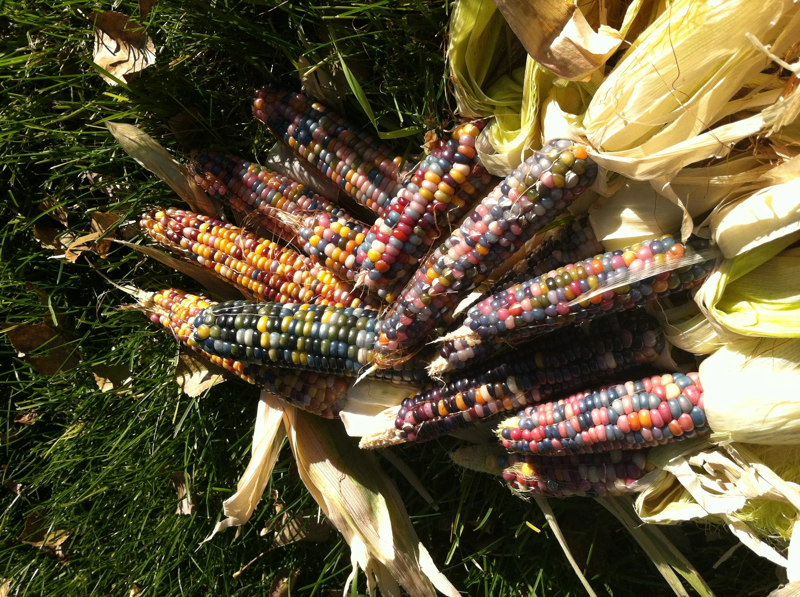 Glass Gem Ornamental Corn (USDA Organic) - Image 8