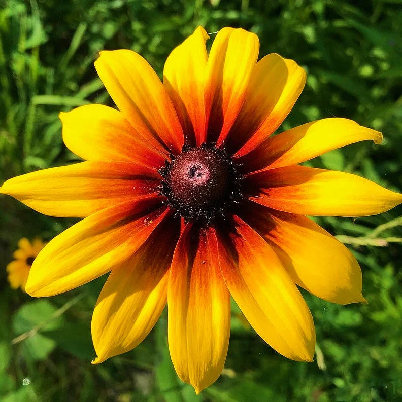Gloriosa Daisy - Image 5