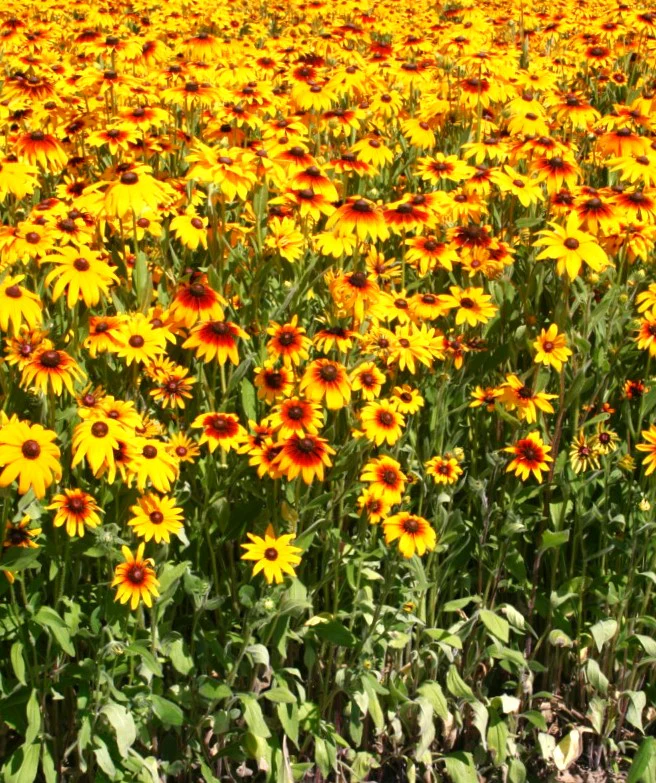 Gloriosa Daisy - Image 7