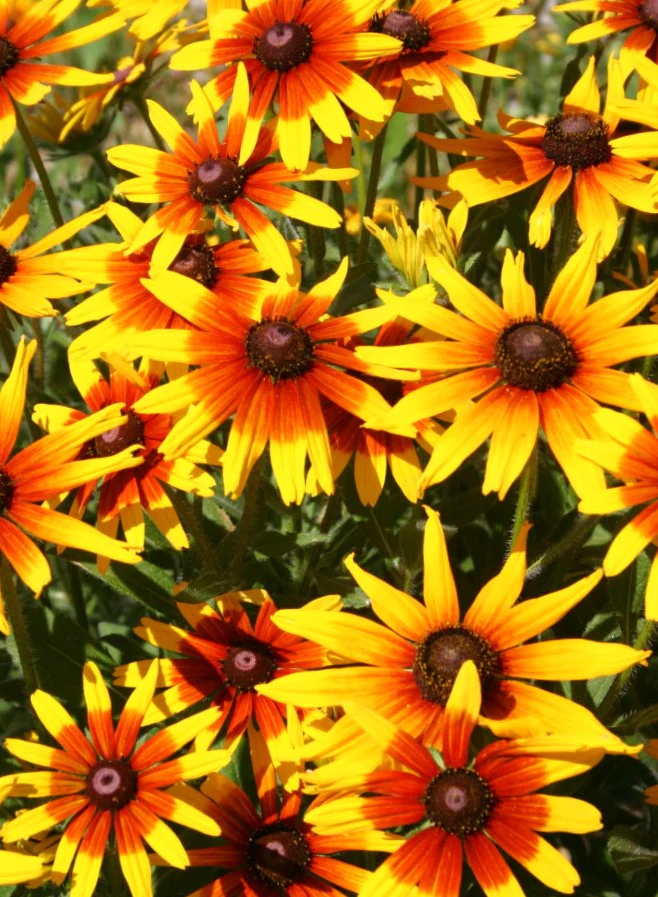 Gloriosa Daisy - Image 9