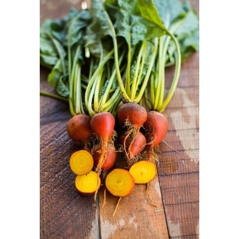 Golden Beet - Image 3
