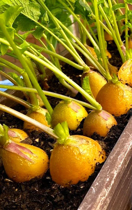 Golden Helios Radish - Image 4