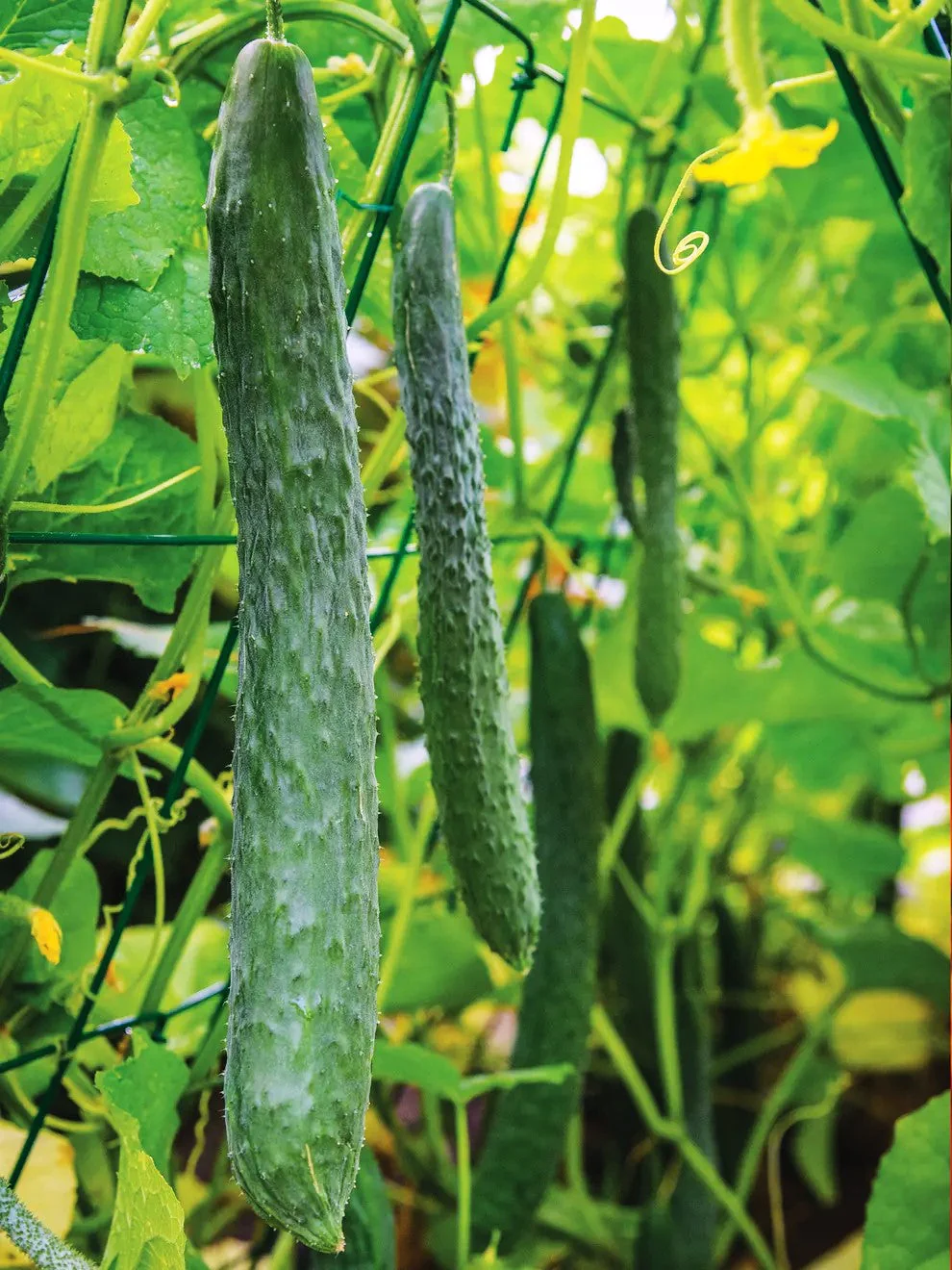Green Dragon Burpless Cucumber - Image 3