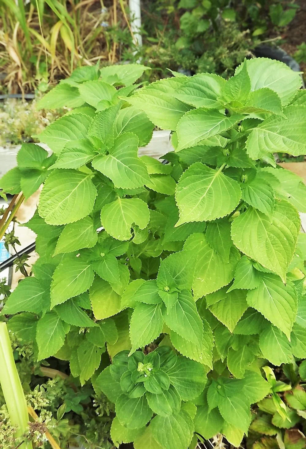 Green Perilla (Shiso) - Image 2