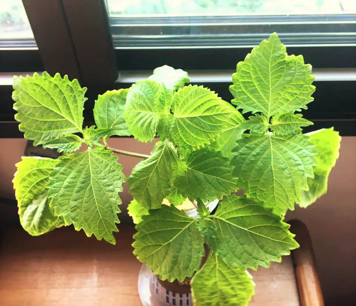 Green Perilla (Shiso) - Image 4