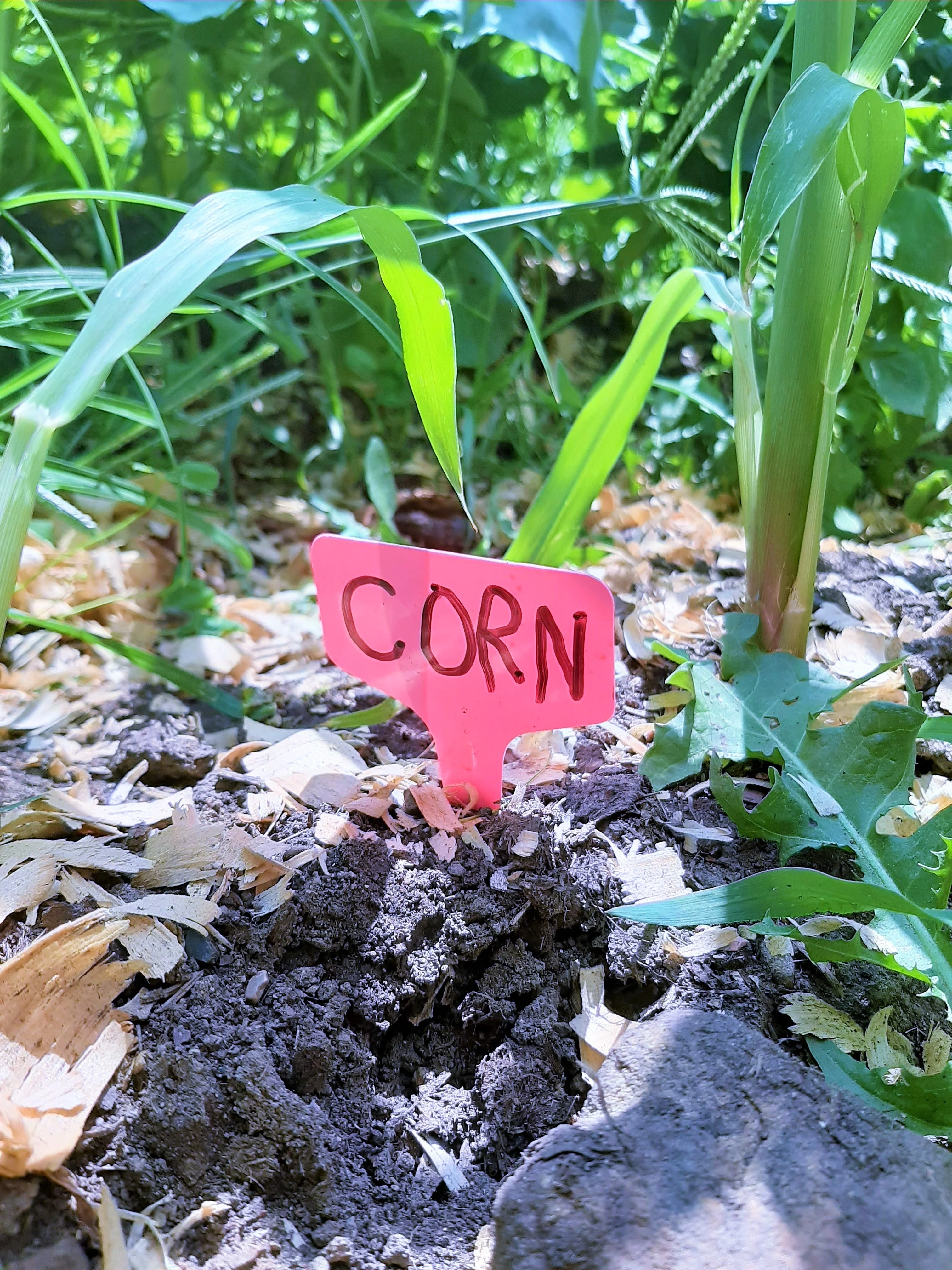 Green T-Shaped Plant Labels - Image 7