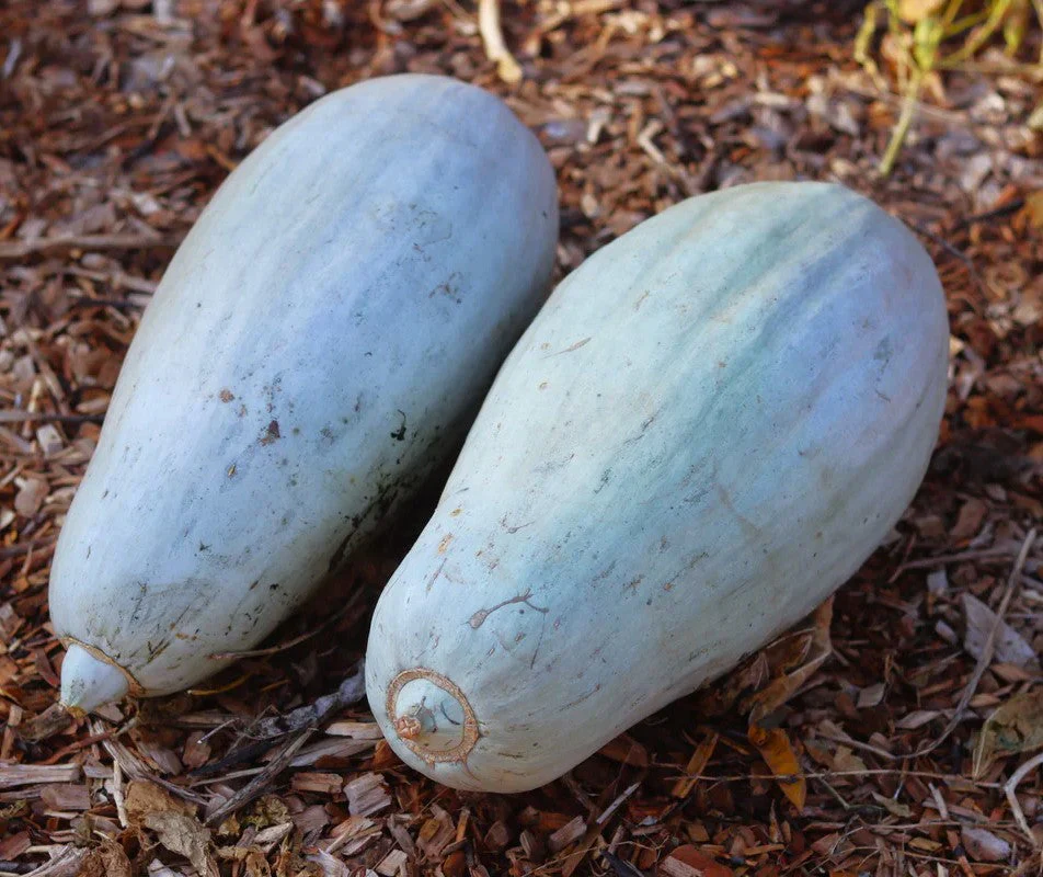 Guatemalan Blue Banana Squash - Image 6