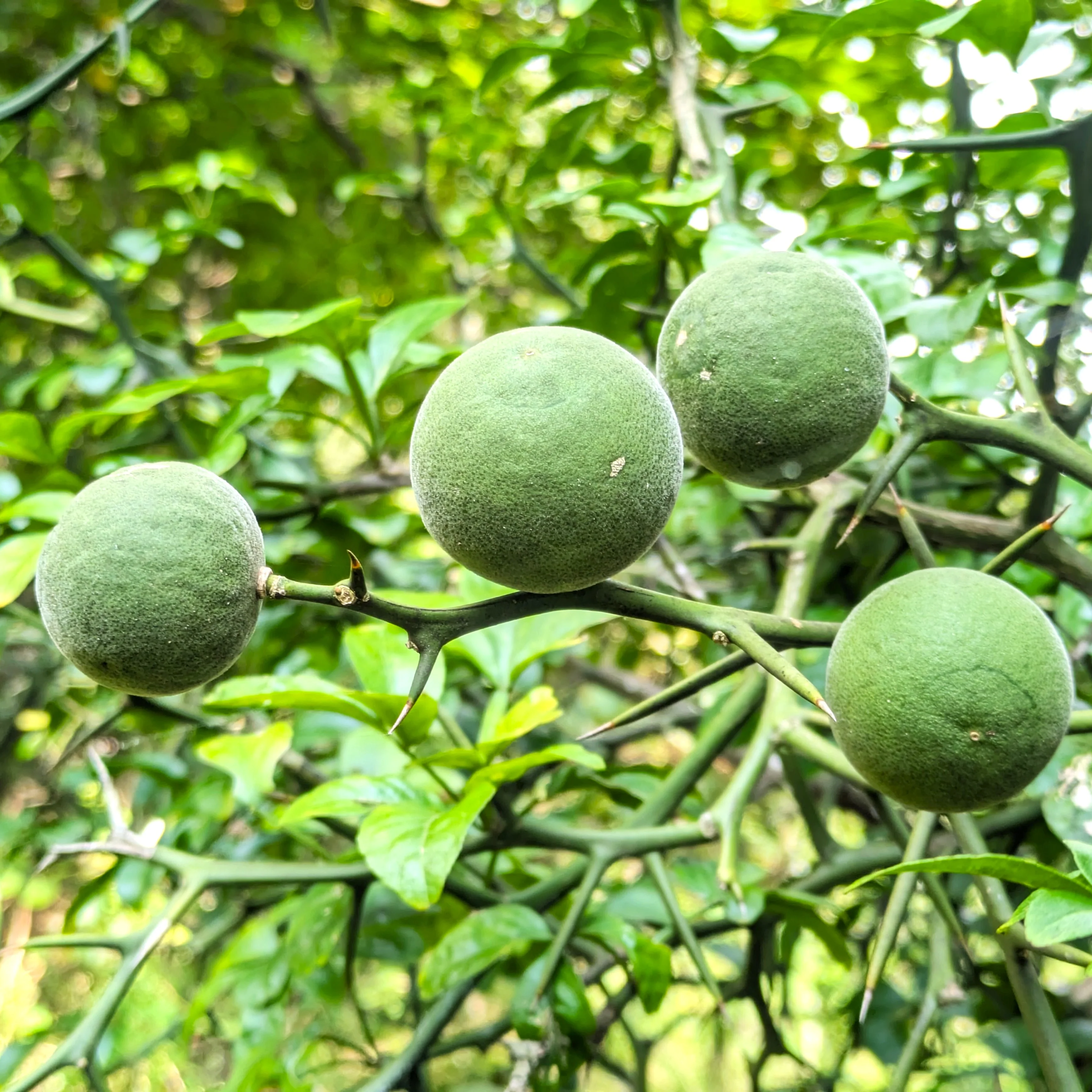 Hardy Orange Tree (Trifoliate) - Image 7