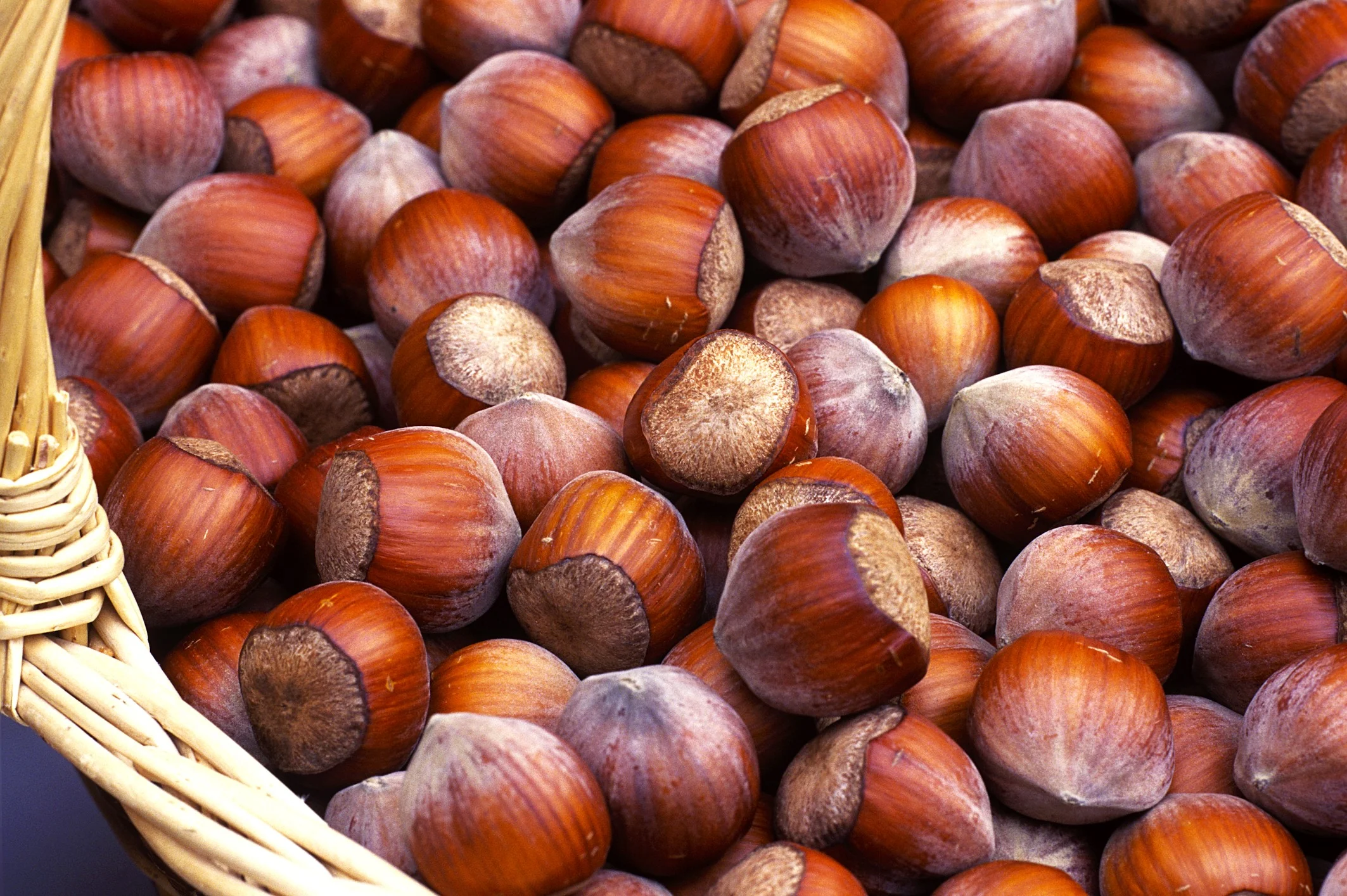 Hazelnut Tree - Image 4