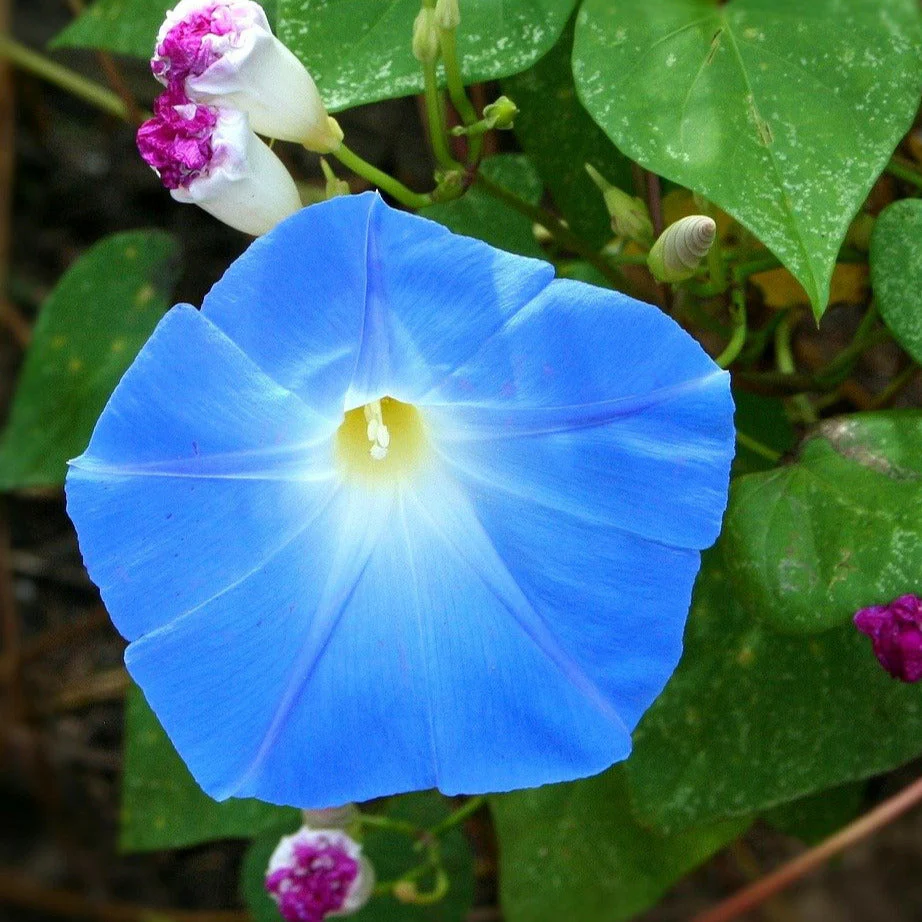 Heavenly Blue Morning Glory