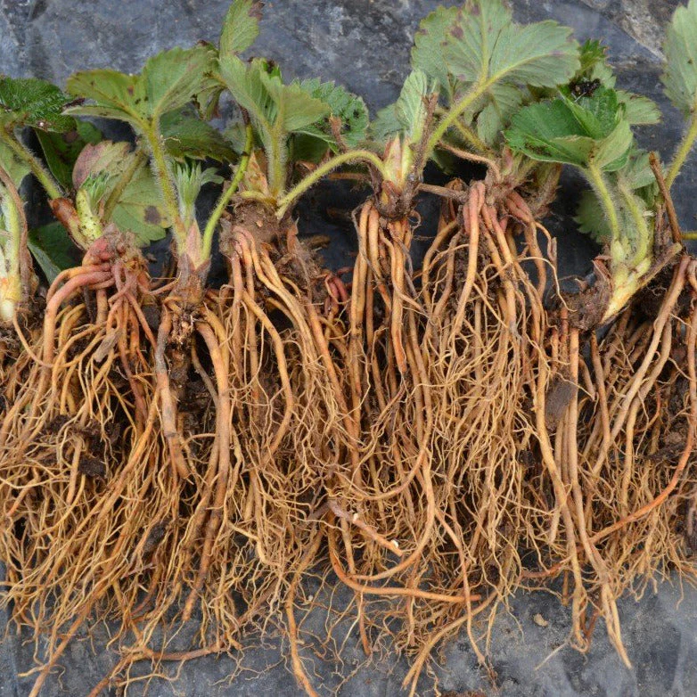 Honeoye Strawberry Bare Roots (Junebearing) - Image 3
