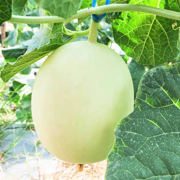 Green Flesh Honeydew Melon