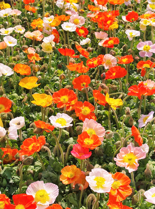 Iceland Poppy - Image 5