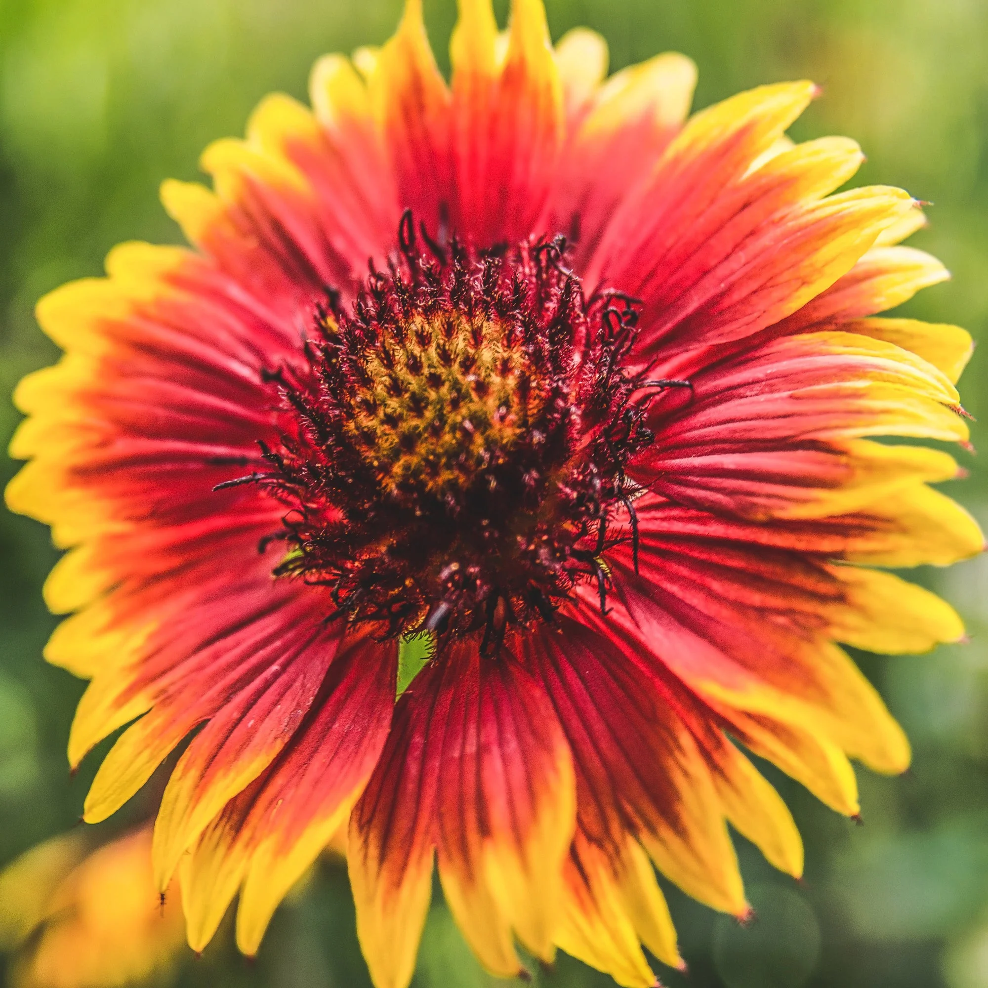 Indian Blanket Flower