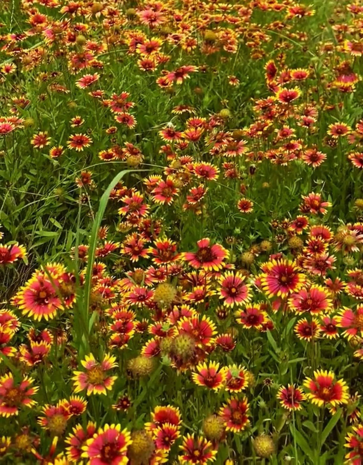 Indian Blanket Flower - Image 4