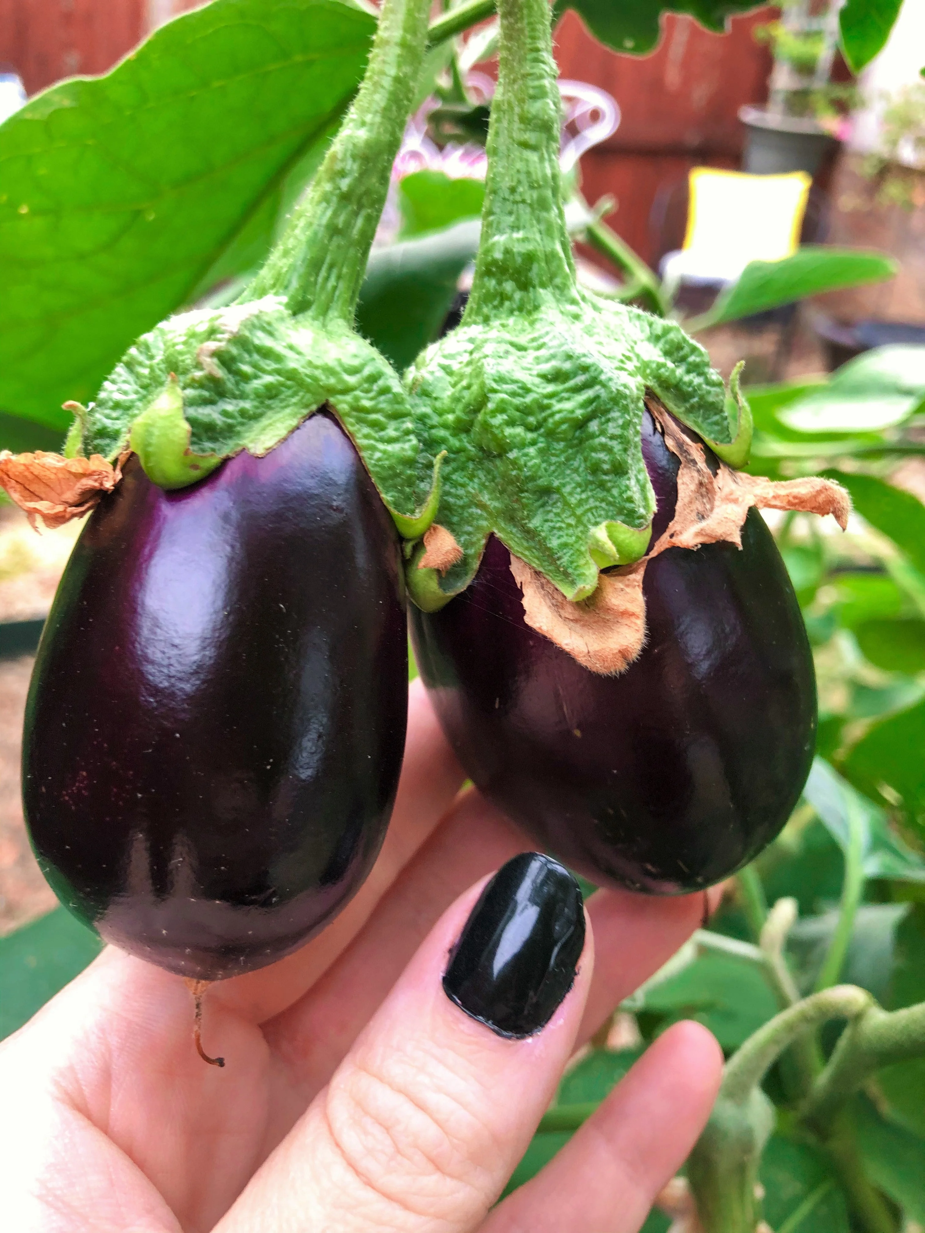 Indian Eggplant - Image 3