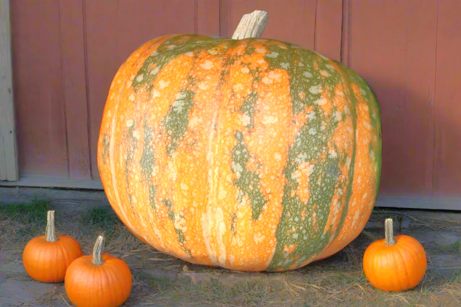Iran Pumpkin (Persian Pumpkin) - Image 5