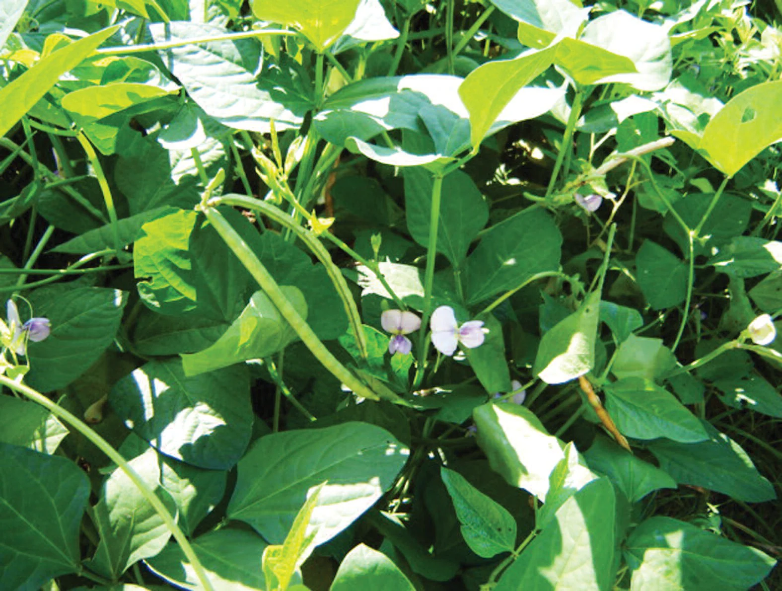 Iron and Clay Cowpea - Image 3
