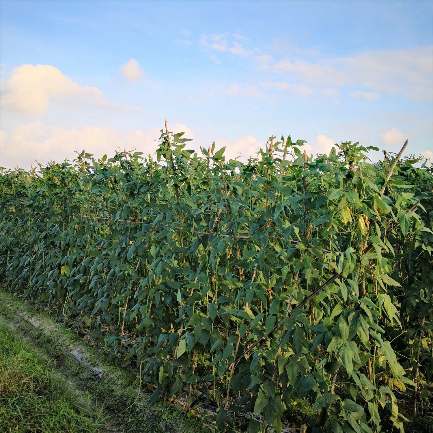 Iron and Clay Cowpea - Image 4