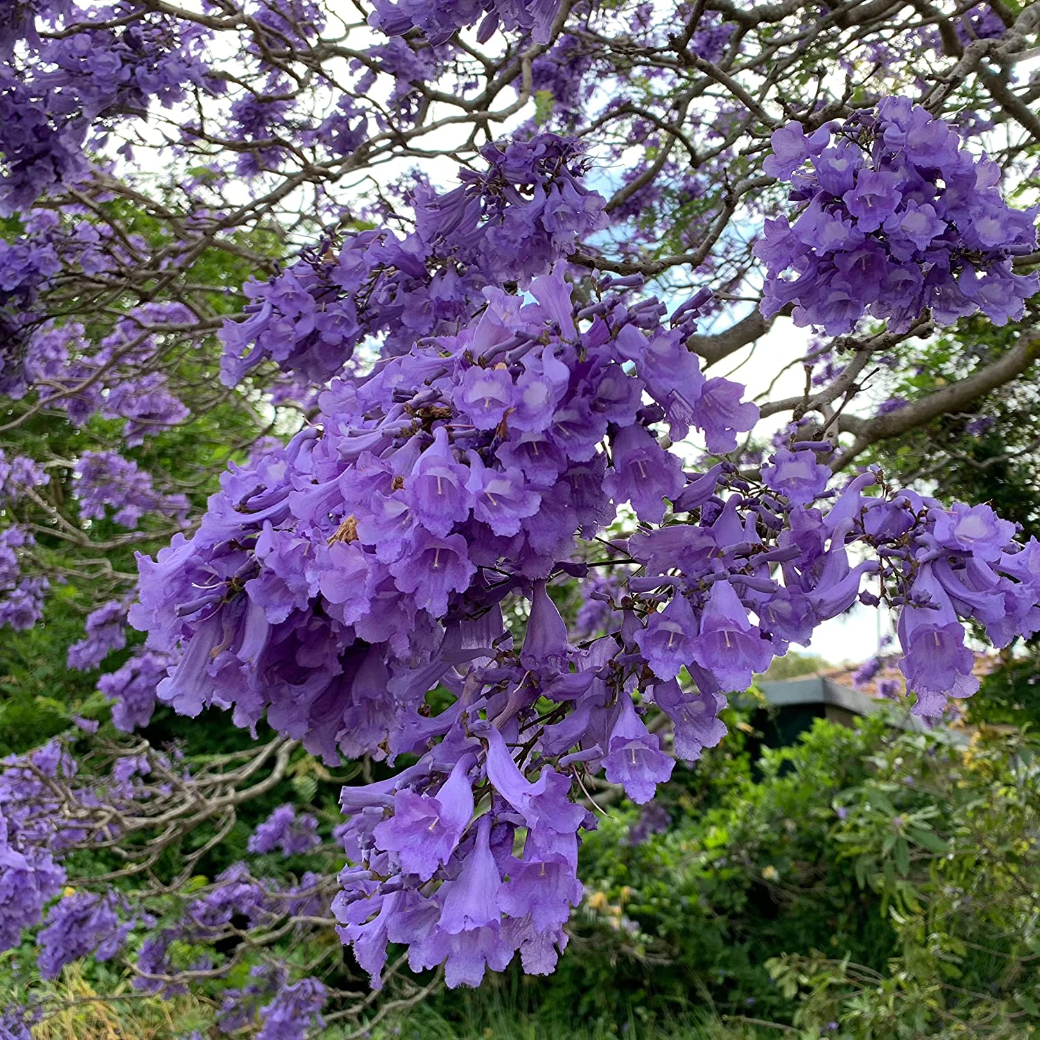 Jacaranda Purple Tree - Image 3