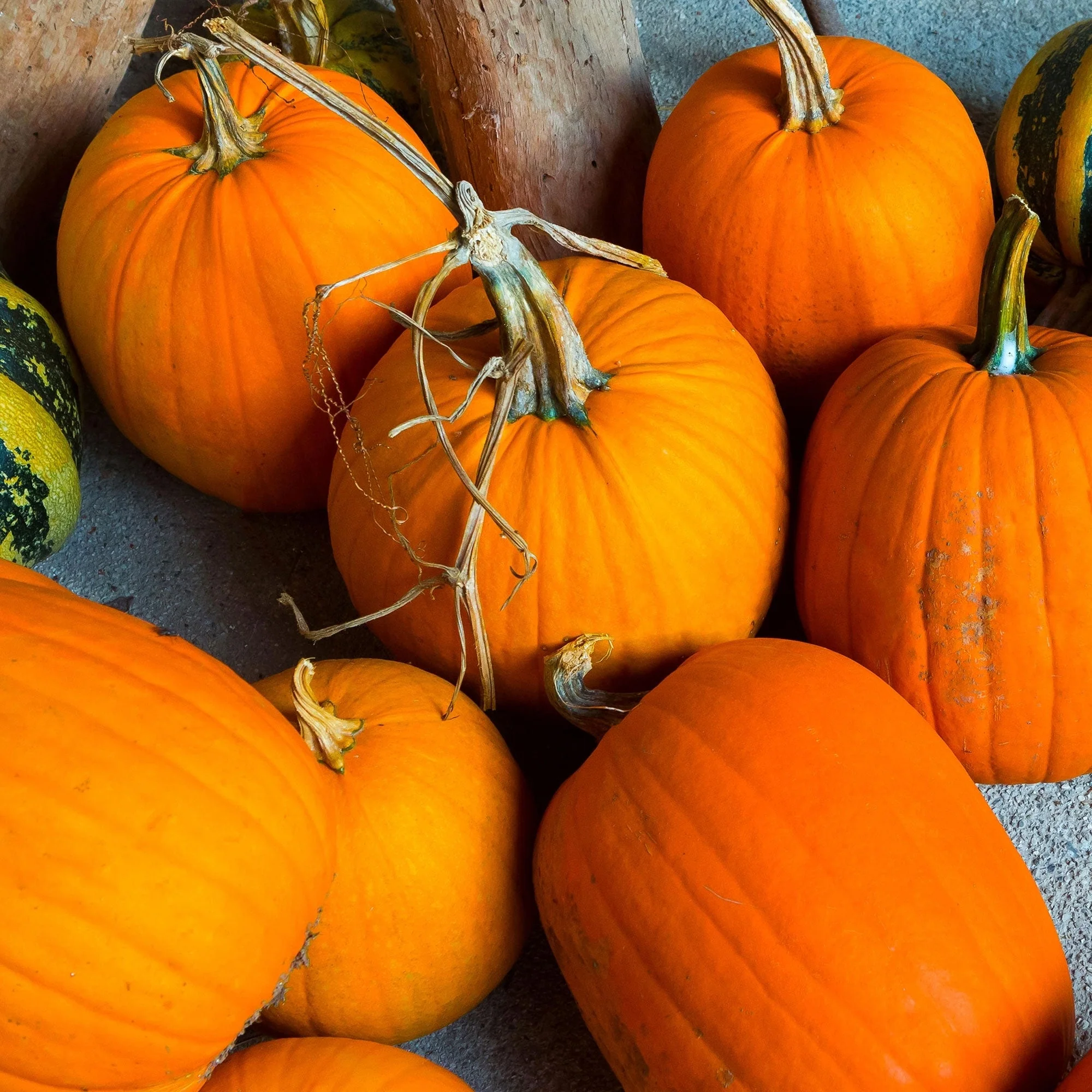 Jack O' Lantern Pumpkin - Image 4